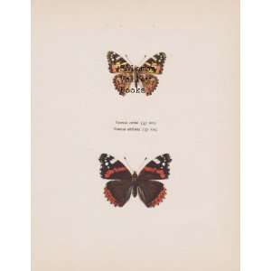   Of Vanessa Cardui & Vanessa Atalanta (Butterfly): Everything Else