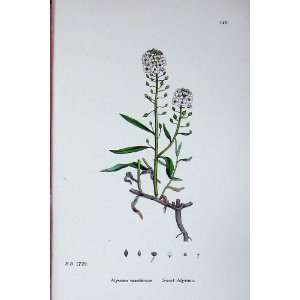  Botany Plants C1902 Sweet Alyssum Maritimum Colour: Home 
