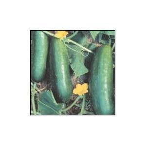 Mideast Prolific Cucumber   1 lb.: Patio, Lawn & Garden