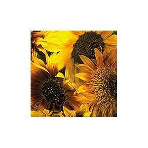  Tigers Eye Mix Sunflower   pack: Health & Personal Care