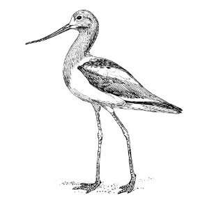   of 6 6 inch x 4 inch Photocards Line Drawing Avocet