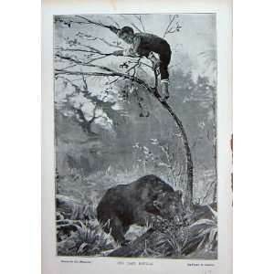   C1916 Barton Print Young Boy Tree Climbing Wild Bear: Home & Kitchen