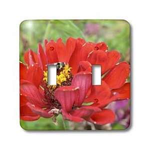  Patricia Sanders Flowers   Red Zinnia and Bee  Flowers 