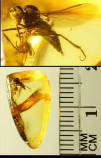 Fossil Insect Inclusion Baltic Amber  
