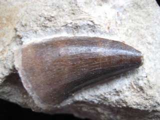 Fossil Mosasaur Tooth in Matrix, 35mm long   Morocco  