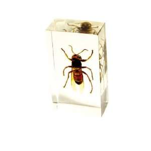   Yellow Jacket Wasp Acrylic Sculptural Paperweight