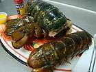 10oz Large Maine Lobster Tails ~ Froz