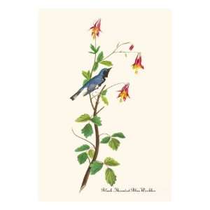  Black Throated Blue Warbler by John James Audubon, 18x24 