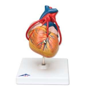 3B Scientific G05 2 Part Classic Heart with Bypass Model, 4.7 Length 