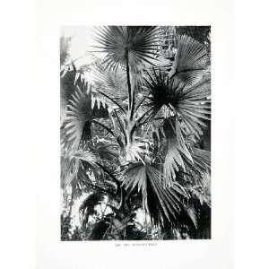 1906 Print Borassus Fan Palm Liberia Africa Taxonomy Natural History 