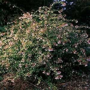  ABELIA GLOSSY / 1 gallon Potted Patio, Lawn & Garden