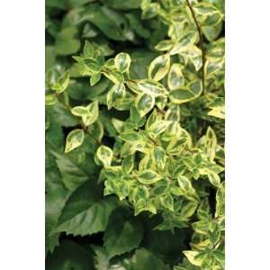  ABELIA GOLDEN ANNIVERSARY / 1 gallon Potted: Patio, Lawn 