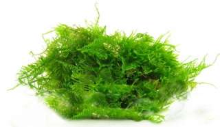 Taiwan Moss + CO2 Diffuser Suction cup   water plants  