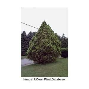  Arborvitae   American Tree Patio, Lawn & Garden