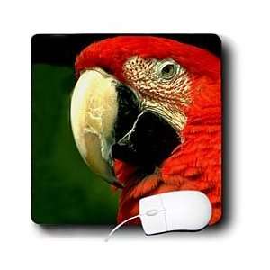  Birds   Green Winged Macaw   Mouse Pads Electronics