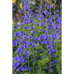  50 BLUE WILD INDIGO (False Indigo) Baptisia Australis 