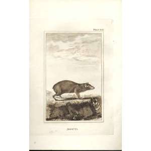  Agouti 1812 Buffon Natural History Pl 161 Antique Print 