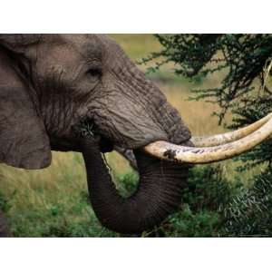 Bull Elephant (Loxodonta Africana), Matusadona National Park 