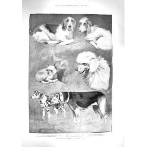  1894 KENNEL CLUB DOG SHOW CRYSTAL PALACE PRINCE WALES 