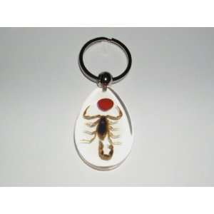  Clear Real Insect Keychain   Golden Scorpion with Lucky 