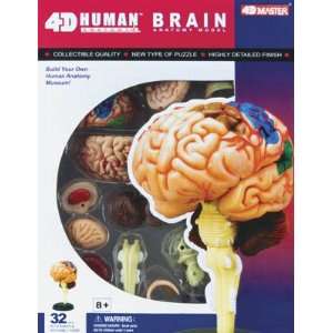  Visible Human Brain Anatomy Kit Toys & Games
