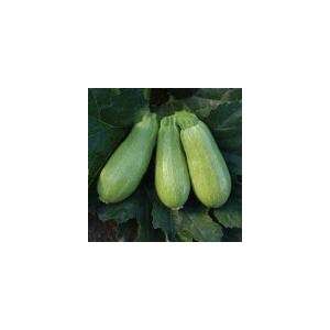   Zucchini Summer Squash Seed   7g Seed Packet Patio, Lawn & Garden