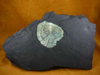 R541 6) Pyrite sun disc dollar mineral coal matrix Fools Gold 