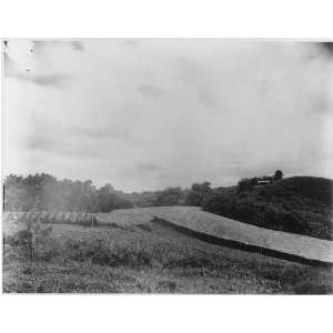  Puerto Rico: Tobacco seed beds, c1937,Victor S. Clark 