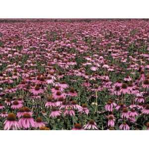Trout Lake with Echinacea Flower Field, Washington, USA Photographic 