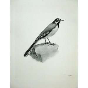  1907 Grey Wagtail Motacilla Melanope Male Bird Print