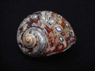 SOUTH AFRICAN TURBAN POLISHED SEA SHELL 2 #T 137  