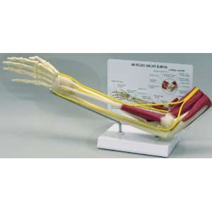 Muscled Elbow Joint Anatomical Model  Industrial 