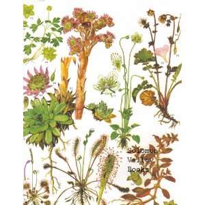   12 Wild Flowers Colour Plate by Barbara Everard.: Home & Kitchen