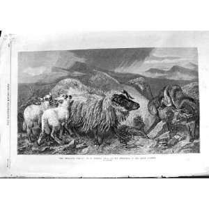   ANSDELL FINE ART MOUNTAINS SHEEP LAMBS FOX ANIMALS: Home & Kitchen