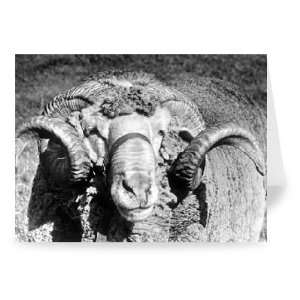  A ram pictured at the Royal Show,   Greeting Card (Pack 