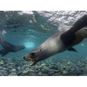  An Antarctic Fur Seal Comes Ashore to Breed Photographic 
