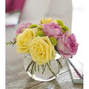  Pink Lemonade Roses   Same Day Delivery Available Patio 