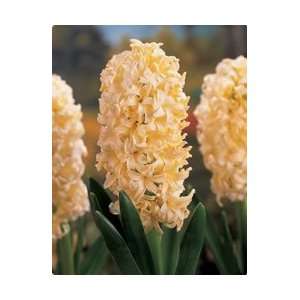 Hyacinth   Yellow Queen Fall Flower Bulb   Pack of Three 