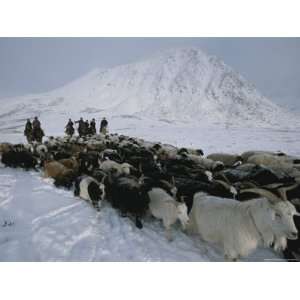 Nomadic Family Crosses Utreg Pass Enroute to Winter Pastures Premium 