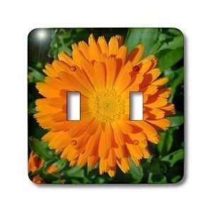 Grace  flower, asteraceae, birth flower, calendula, flowers, marigold 