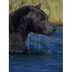  Brown Bear, Ursus Arctos, in Water Fishing for Migrating 