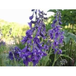   , Wild Blue (Delphinium tricorne) 5 roots Patio, Lawn & Garden