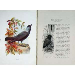  1901 Swaysland Wild Birds Jackdaw Rook Colour Print: Home 