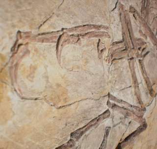REAL Dinosaur fossil ANCHIORNIS HUXLEYI dinobird from china dinosaure 