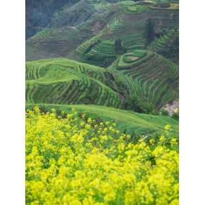 Landscape of Canola and Terraced Rice Paddies, China Photographic 