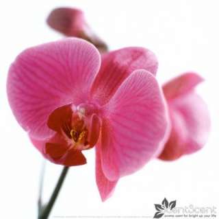 Orchid Essential Fragrance Oil Aromatherapy Spa 5ml.  