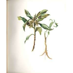 Perrin Ltd Ed 1914 Flowering Plant The Spurge Laurel 