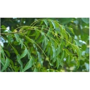 Dry Neem Leaves   1oz  Grocery & Gourmet Food