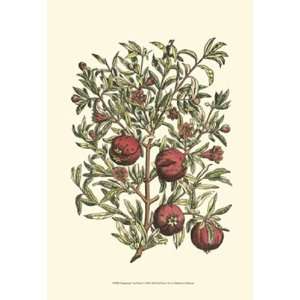  Pomegranate Tree Branch by Duhamel De Monceau 13x19 