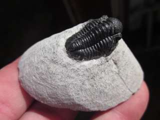   you can buy trilobite fossils with confidence from the Tooth Sleuth